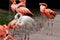 Caribbean Flamingos, Phoenicopterus ruber at Seaworld, San Diego, California