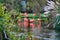 Caribbean flamingos in river searching for food