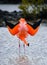 Caribbean flamingos standing in the lagoon. The Galapagos Islands. Birds. Ecuador.