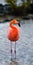 Caribbean flamingos standing in the lagoon. The Galapagos Islands. Birds. Ecuador.
