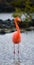 Caribbean flamingos standing in the lagoon. The Galapagos Islands. Birds. Ecuador.
