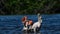 Caribbean flamingos in the water. Adult and juvenile bird. American flamingo or Caribbean flamingo. Scientific name: