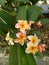 Caribbean Frangipani Plumeria rubra