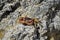 Caribbean, French West Indies, Guadeloupe island, crab on the rock