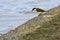 Caribbean, Guatemala: great kiskadee looking down to water