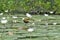 Caribbean, Guatemala: Jesus bird / lily trotter / jacana under white water lilies