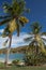 Caribbean harbor surrounded by Coconut palm trees