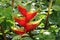 Caribbean Heliconia flower Heliconia caribaea Lam