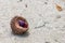 Caribbean Hermit Crab on Sandy Beach.