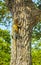 Caribbean iguana lizard hanging and climbing on tree trunk Mexico