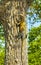 Caribbean iguana lizard hanging and climbing on tree trunk Mexico