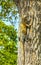 Caribbean iguana lizard hanging and climbing on tree trunk Mexico