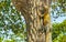 Caribbean iguana lizard hanging and climbing on tree trunk Mexico