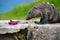 Caribbean Iguana, Mexico