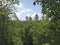 Caribbean landscape with lush vegetation, tropical palm trees under blue sky. Flora and landscape of the Antilles background