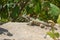 Caribbean Lizard on a Rock