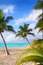 Caribbean North beach palm trees in Mexico