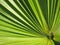 Caribbean palm leaf