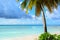 Caribbean palm tree with a crystal clear sea in background and a