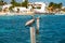 Caribbean Pelican on a beach pole