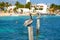 Caribbean Pelican on a beach pole