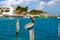 Caribbean Pelican on a beach pole