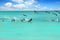 Caribbean pelican turquoise beach tropical sea