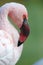 Caribbean pink flamingo close up