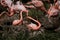 Caribbean pink flamingo nest and feeding