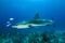 Caribbean Reef Shark