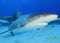 Caribbean Reef Shark