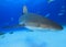 Caribbean Reef Shark