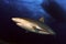 Caribbean Reef Shark