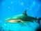 Caribbean Reef Shark