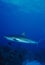 Caribbean Reef Shark