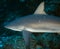 Caribbean reef shark