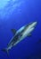 Caribbean Reef Shark