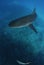 Caribbean Reef Shark