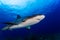 Caribbean reef shark close encounter
