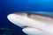 Caribbean reef shark close up encounter