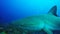 Caribbean reef shark in Jardin de la Reina, Cuba