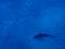 Caribbean Reef Shark marine life eleuthera bahamas