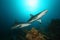 Caribbean Reef Sharks - Roatan