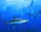 Caribbean Reef Sharks and Scuba Divers