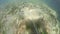 Caribbean roughtail stingray feeding in seagrass