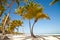 Caribbean sea and palms