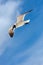 Caribbean Seagull Flying