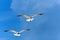 Caribbean Seagulls Flying