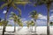 Caribbean Shade - Row of Palm Trees Leading to Sea