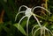 Caribbean spider lily Hymenocallis caribaea, close up of a specimen in a garden in Thailand